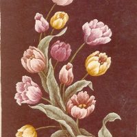 Crown Prince by Pearl McGown  OSV 797 25"x 39"