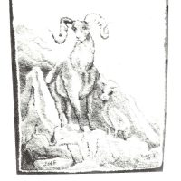 Bighorn Sheep #114, Jeanne Fallier 12 x 26