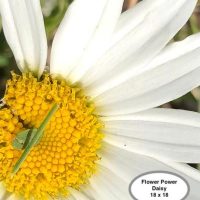 Flower Power Daisy--Flower Power Series, P is for Primitive, 18" x 18"