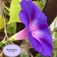 Morning Glory--Flower Power Series, By P is for Primitive, 17" x 18"