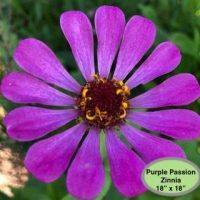 Purple Passion Zinnia--Flower Power Series, by P is for Primitive, 18" x 18"