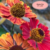 Zinnia Trio--Flower Power Series, 17" x 18" by P is for Primitive
