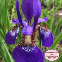 Iris, Standing Guard--Flower Power Series, by P is for Primitive, 18" x 14"