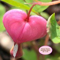 Bleeding Heart, Standing Guard--Flower Power Series - P is for Primitive, 18" x 18"