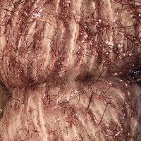 Jack Frost in Passion Fruit!